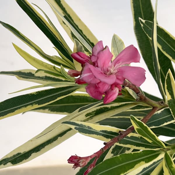 キョウチクトウ(夾竹桃):斑入り桃花5号ポット