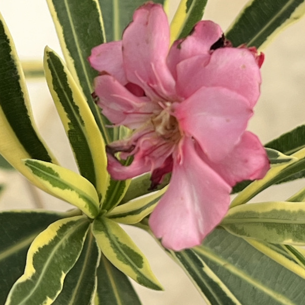 キョウチクトウ(夾竹桃):斑入り桃花5号ポット