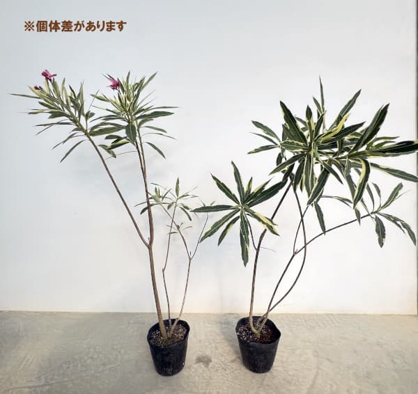 キョウチクトウ(夾竹桃):斑入り桃花5号ポット