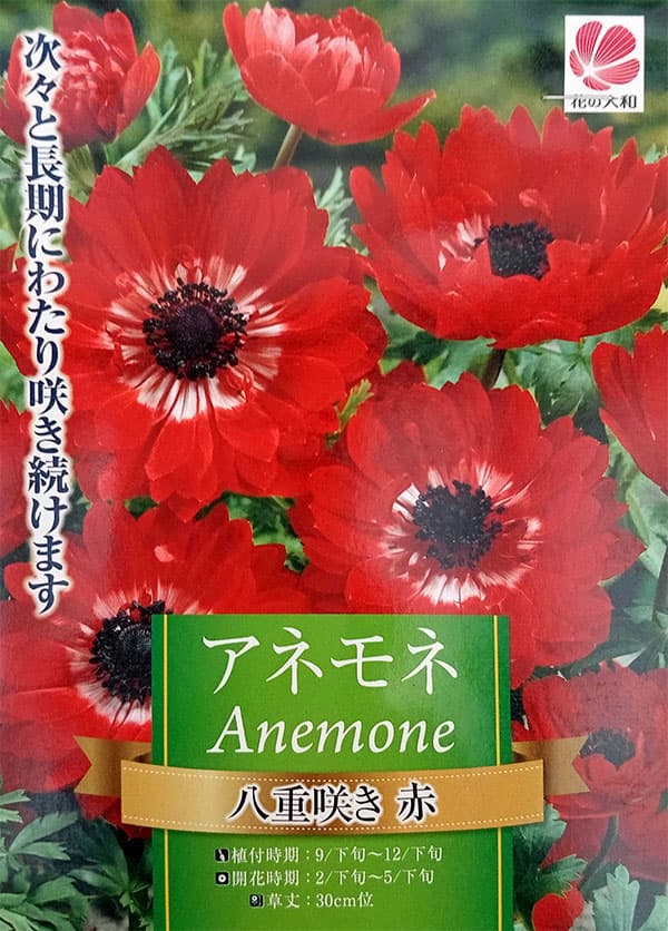 アネモネ:八重咲き・赤25ml入り