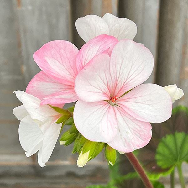 ゼラニウム：ホワイトトゥローズ5号鉢植え