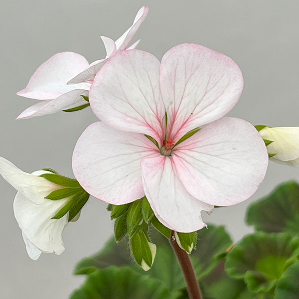 ゼラニウム：ホワイトトゥローズ5号鉢植え