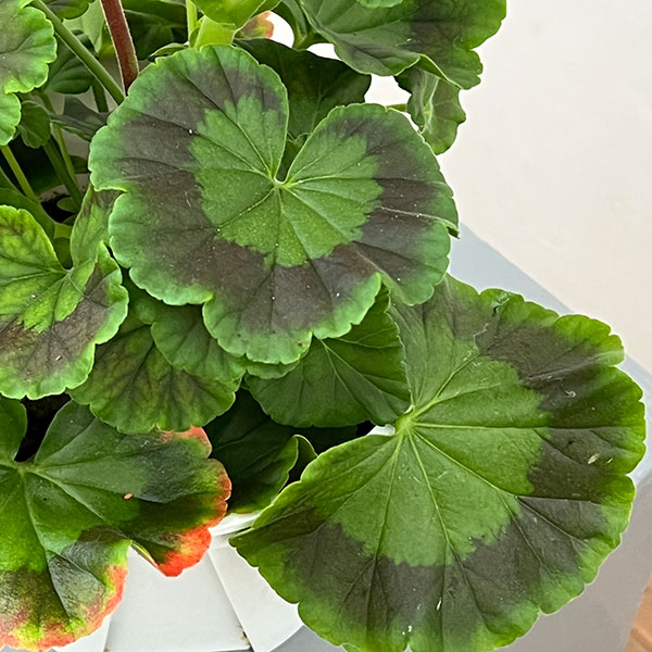 ゼラニウム：ホワイトトゥローズ5号鉢植え