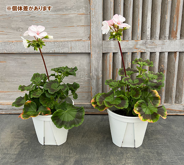 園芸ネット本店｜ゼラニウム：ホワイトトゥローズ5号鉢植え の通販【公式】