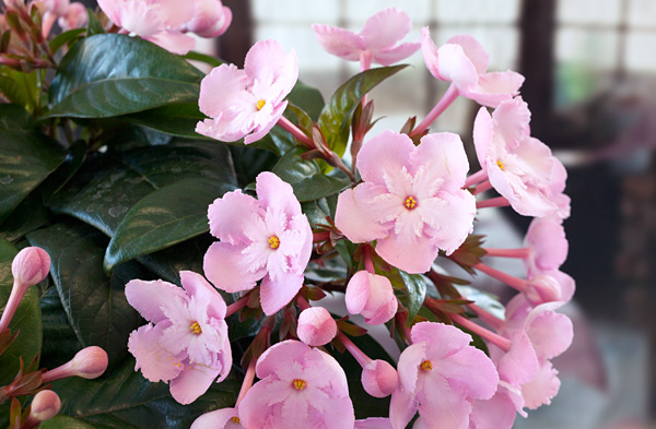 ルクリア（アッサムニオイザクラ）：ココ(coco)5号鉢植えカゴ（グレー）付き