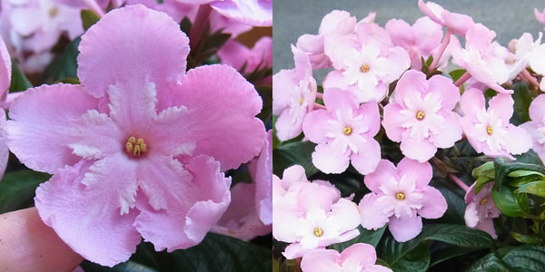 園芸ネット本店｜[送料無料][2018年敬老の日ギフト][予約]ルクリア