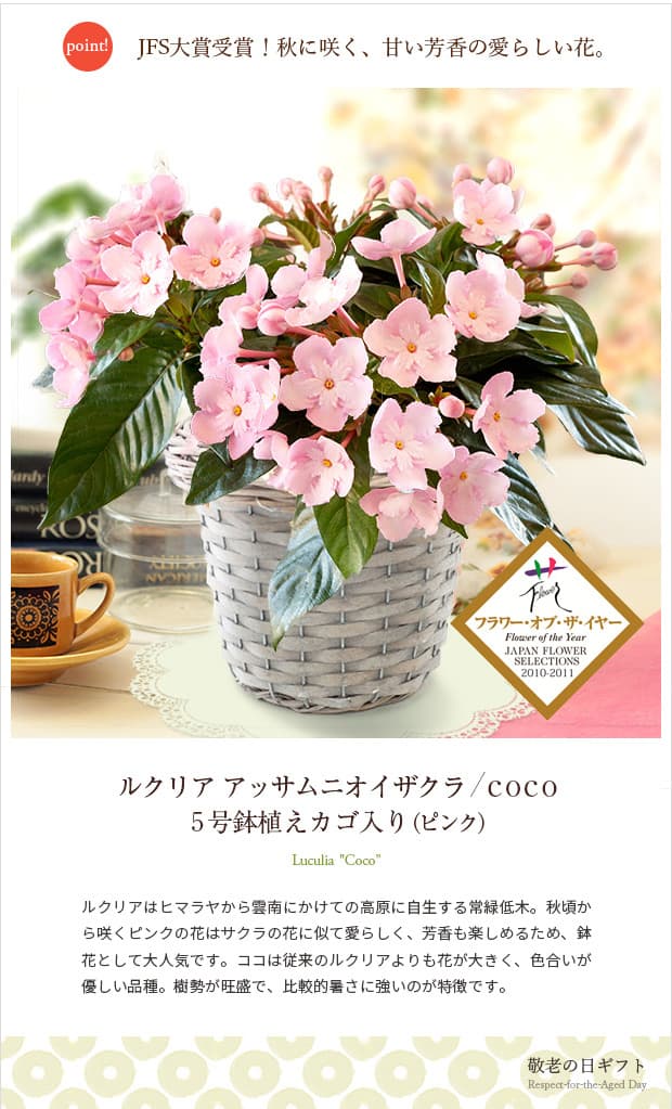 園芸ネット本店｜[送料無料][2018年敬老の日ギフト][予約]ルクリア