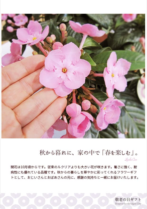 園芸ネット本店｜[送料無料][2018年敬老の日ギフト][予約]ルクリア