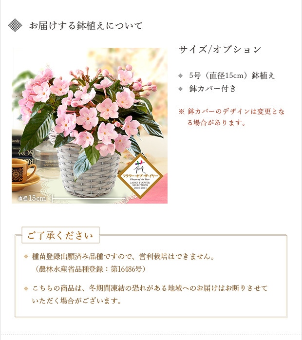 ルクリア（アッサムニオイザクラ）：ココ(coco)5号鉢植えカゴ（グレー）付き