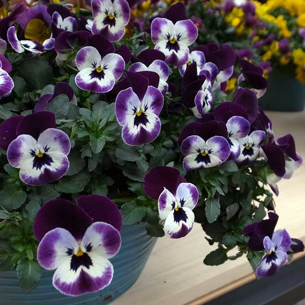 園芸ネット本店｜ビオラ：ディージェイ パープル＆ホワイト3.5号ポット