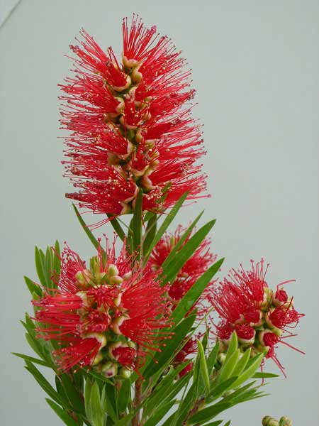 カリステモン:ハナレイ5号ポット