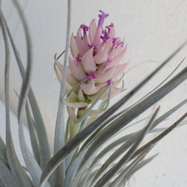 チランジア：コットンキャンディ Lサイズ