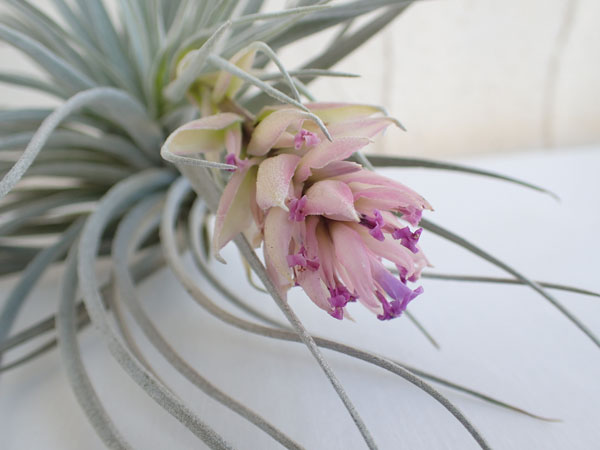 チランジア：コットンキャンディ Lサイズ