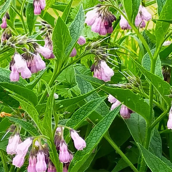 コンフリー 3号ポット