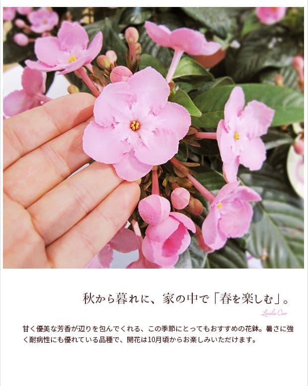 ルクリア（アッサムニオイザクラ）：ココ(coco)5号鉢植えカゴ