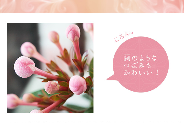 ルクリア（アッサムニオイザクラ）：ココ(coco)5号鉢植えカゴ（グレー）付き