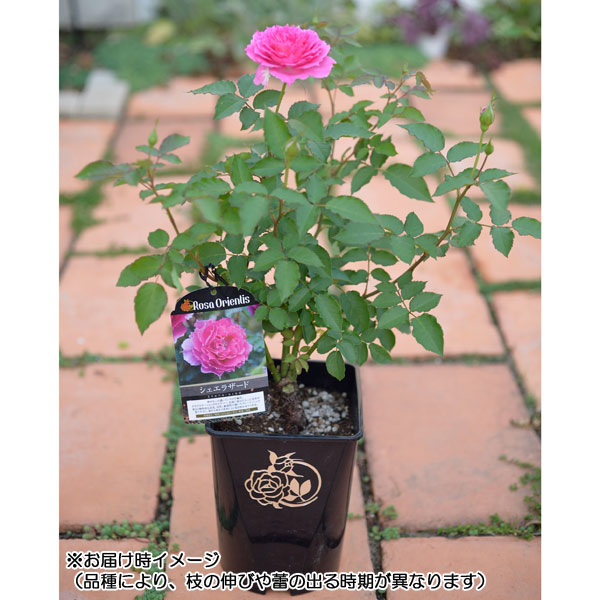 ロサ・オリエンティス：ル・シエル・ブルー開花見込み株6号角鉢植え