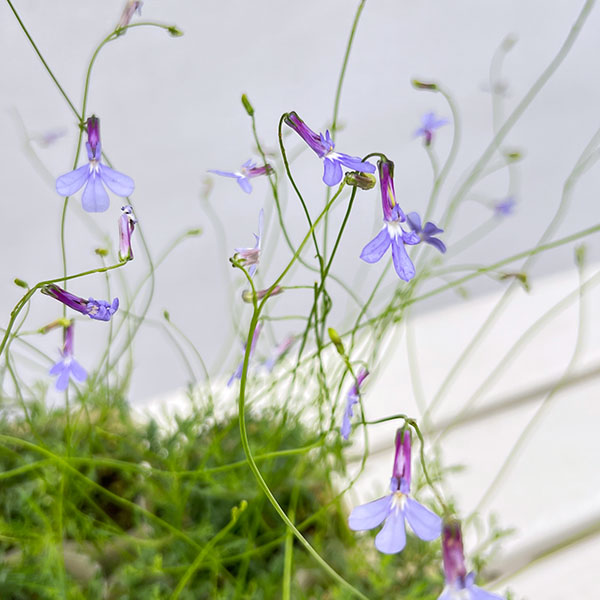 ロベリア：プリンセスブルー3号ポット