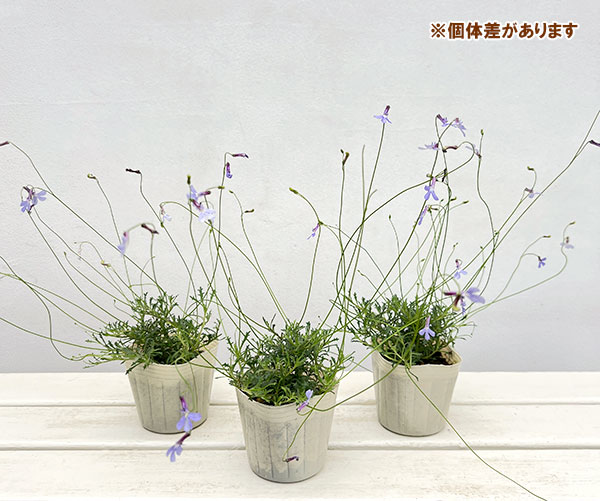 ロベリア：プリンセスブルー3号ポット