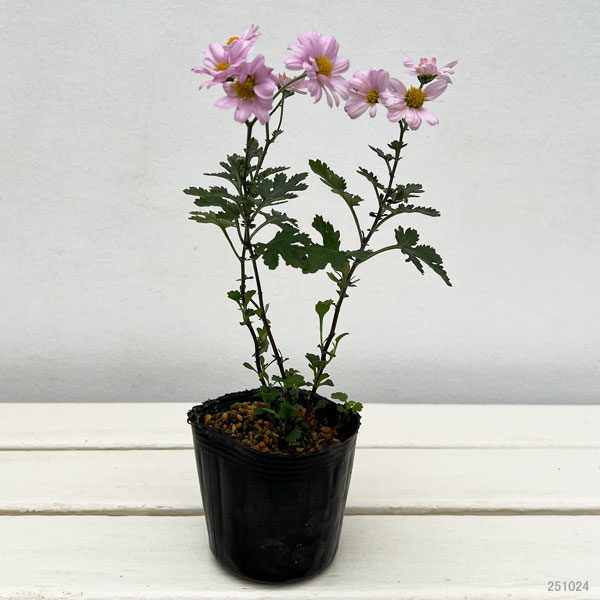 キク:中国女王山菊3号ポット