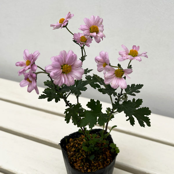 キク:中国女王山菊3号ポット