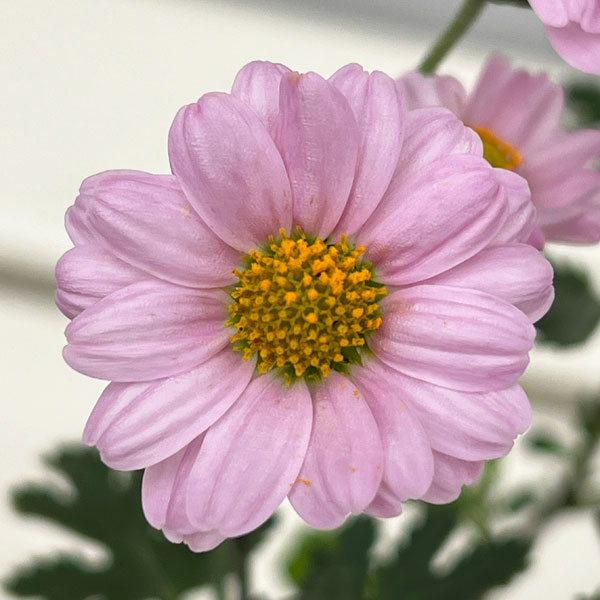 キク:中国女王山菊3号ポット