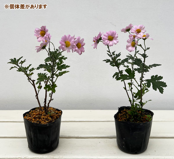 キク:中国女王山菊3号ポット