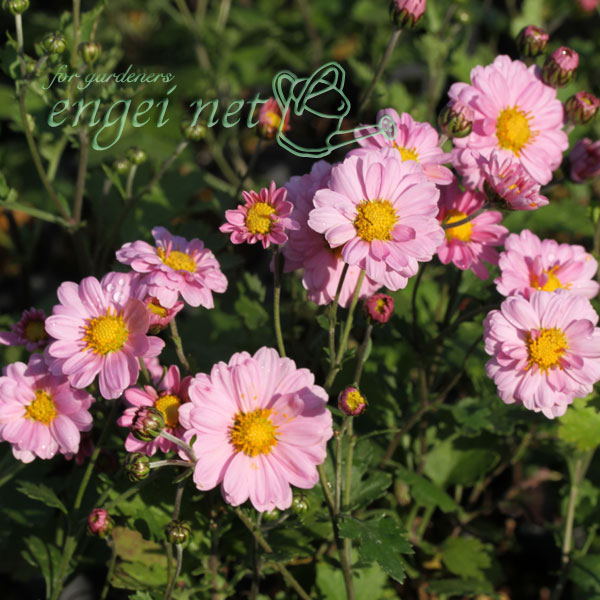 キク:中国女王山菊3号ポット