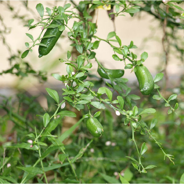 フィンガーライム（グリーン）4号ポット