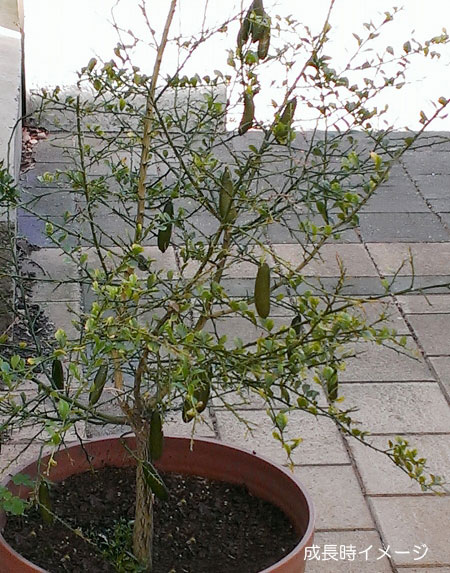 フィンガーライム（グリーン）4号ポット