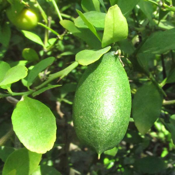 フィンガーライム（グリーン）4号ポット