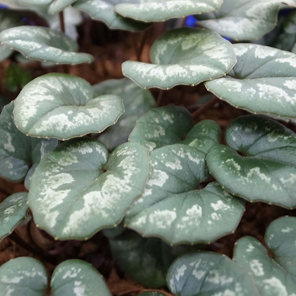 原種シクラメン種子：シリシアム ＭＩＸ／20粒