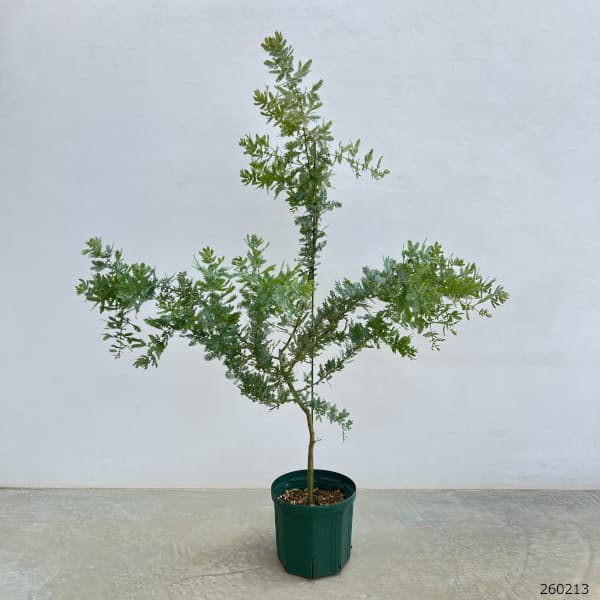 アカシア:銀葉アカシア7号ポット