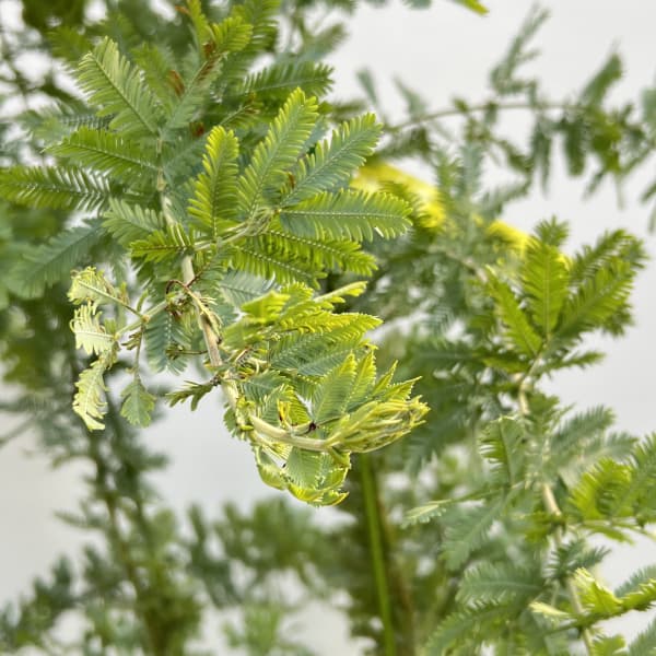 アカシア:銀葉アカシア7号ポット