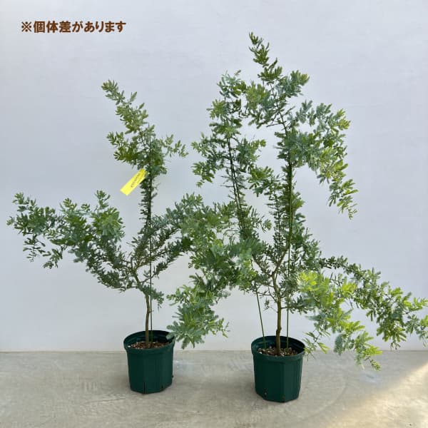 アカシア:銀葉アカシア7号ポット