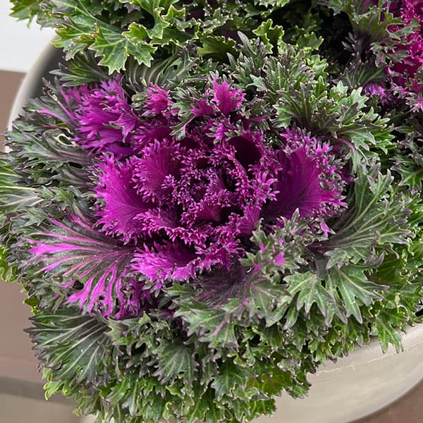 [送料無料]ハボタン：プラチナケール グロッシーレッド3-3.5号ポット 12株セット