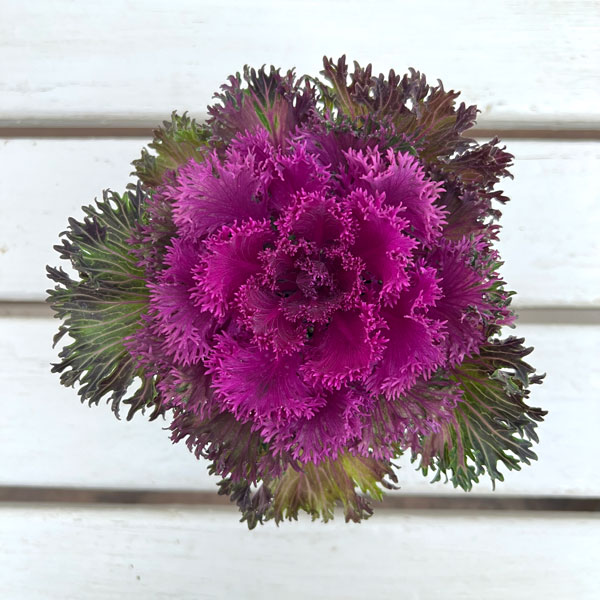 [送料無料]ハボタン：プラチナケール グロッシーレッド3-3.5号ポット 12株セット