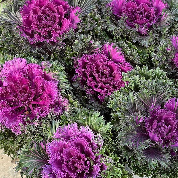 [送料無料]ハボタン：プラチナケール グロッシーレッド3-3.5号ポット 12株セット