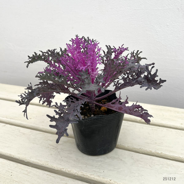 ハボタン：紅くじゃく3.5号ポット 10株セット