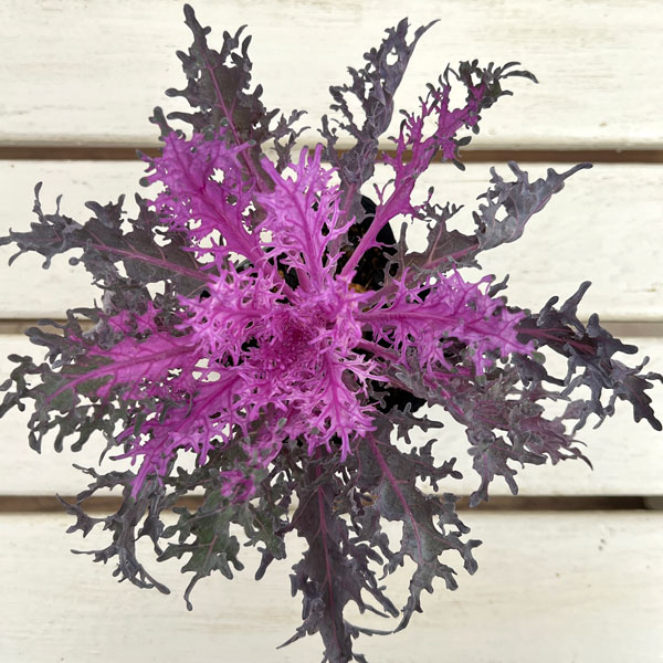 ハボタン：紅くじゃく3.5号ポット 10株セット