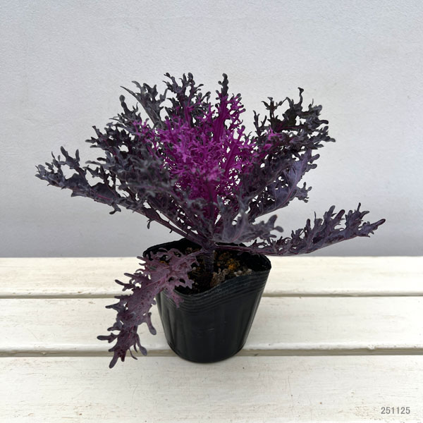 ハボタン（葉牡丹）カラフル10品種セット