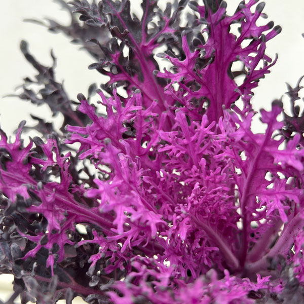 ハボタン：紅くじゃく3.5号ポット 10株セット