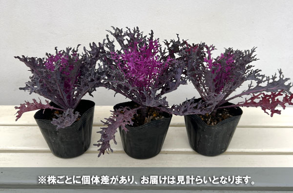 ハボタン：紅くじゃく3.5号ポット 10株セット