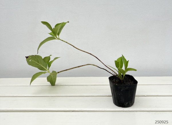 アジサイ:安行四季咲き(アンギョウシキザキ)3号ポット