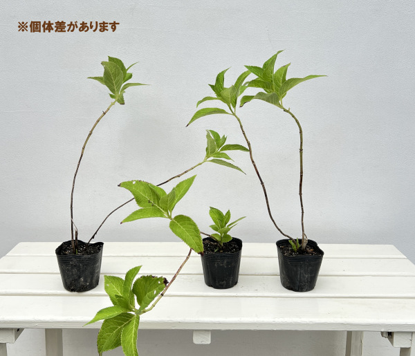 アジサイ:安行四季咲き(アンギョウシキザキ)3号ポット