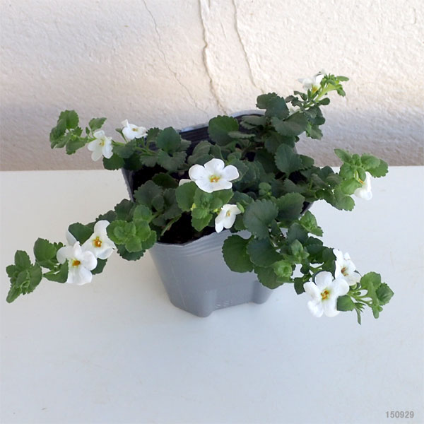 バコパ:スコーピア・スノーホワイト3号ポット