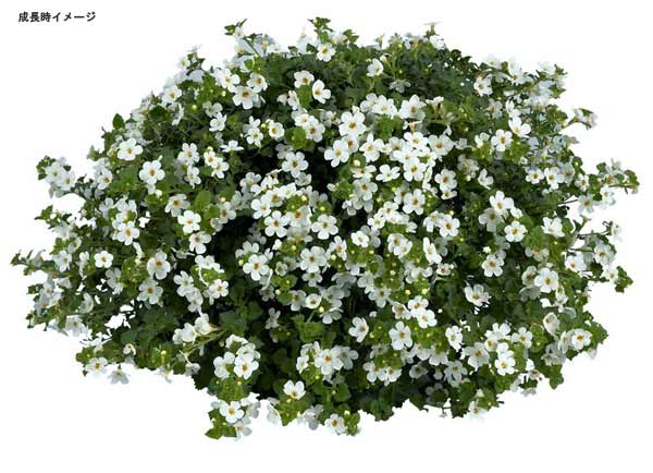 バコパ:スコーピア・スノーホワイト3号ポット