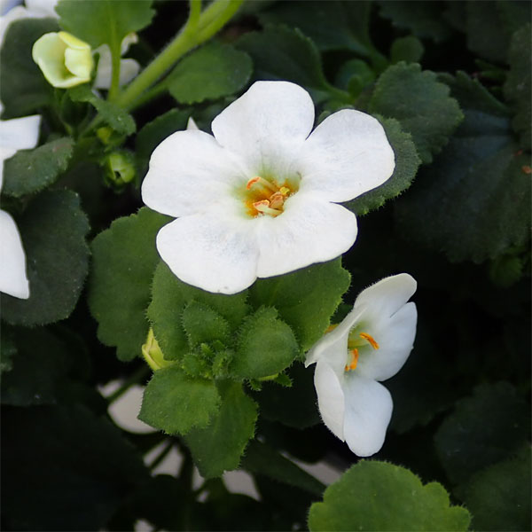 バコパ:スコーピア・スノーホワイト3号ポット