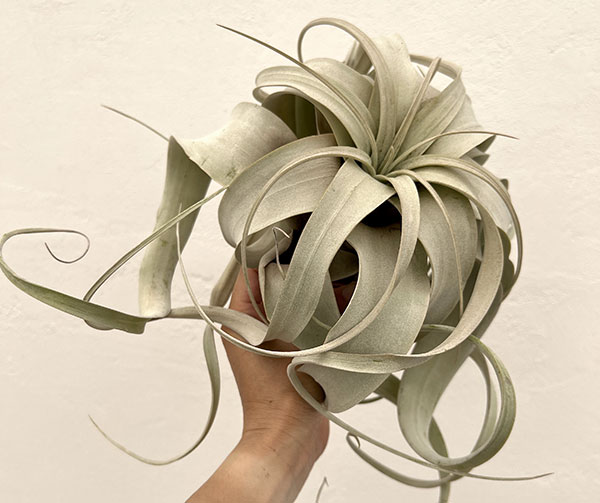 チランジア:キセログラフィカ Lサイズ(直径25~28cm)