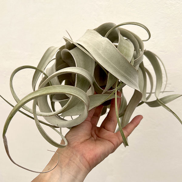 チランジア:キセログラフィカ Lサイズ(直径25~28cm)
